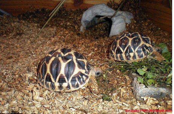 Geochelone elegans comiendo