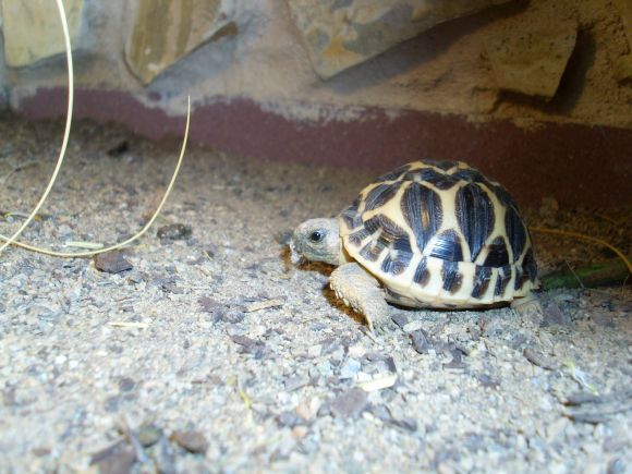 Geochelone elegans