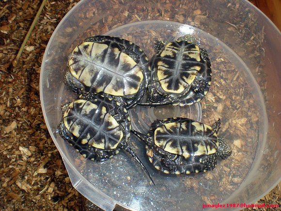 plastron galapagos de 3 meses