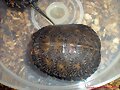 Caparazon galapago de 3 meses