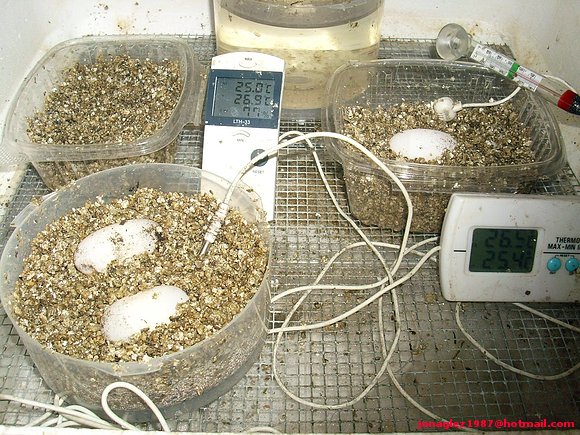 Huevos de Cuora flavomarginata