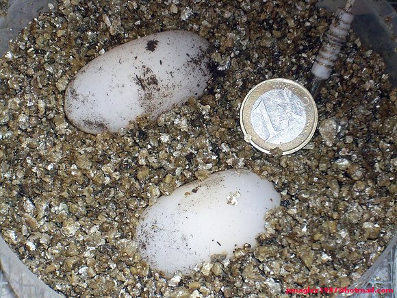 Huevos C.flavo Hembra grande
