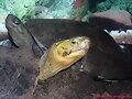 Cuora amboinensis y Cuora flavomarginata