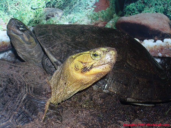 Cuora amboinensis y Cuora flavomarginata