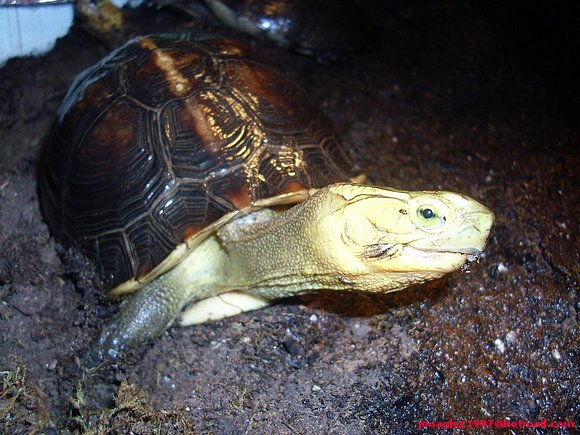 Hembra de Cuora flavomarginata