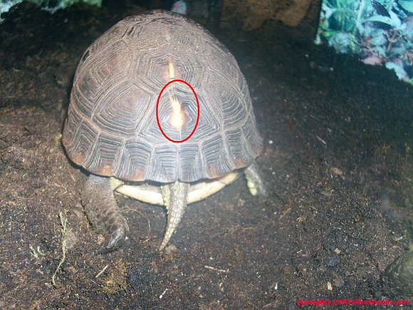 Hembra pequeña