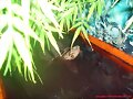 Hembra de Cuora amboinensis tomando un ba&ntilde;o