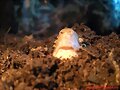 Cuora flavomarginata