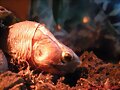 Macho de Cuora flavomarginata