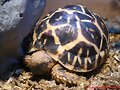 Geochelone elegans