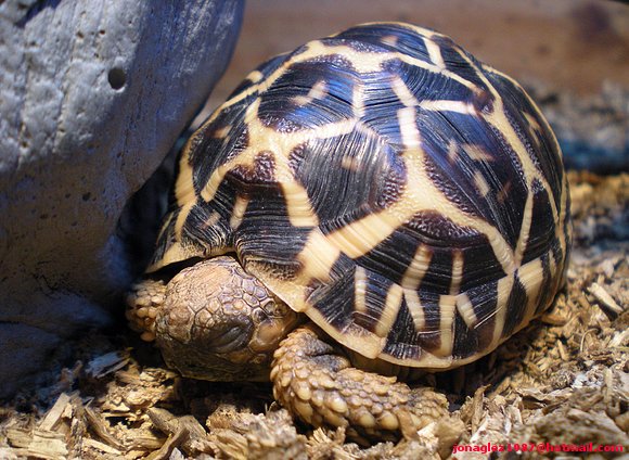 Geochelone elegans