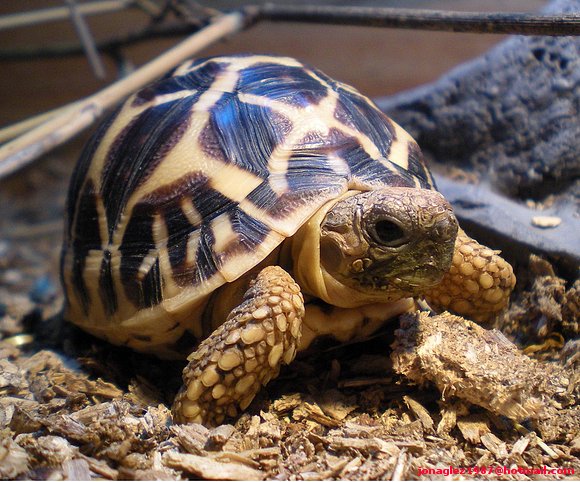 Geochelone elegans