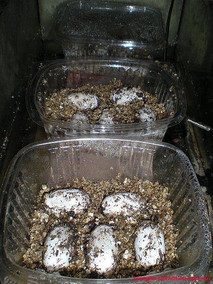 Puesta de Pelusios castaneus