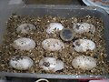 Huevos de Ocadia sinensis