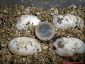 Huevos de Ocadia sinensis