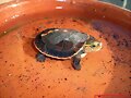 Cuora flavomarginata 2 semanas de edad