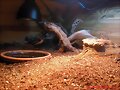 Terrario Geochelone elegans