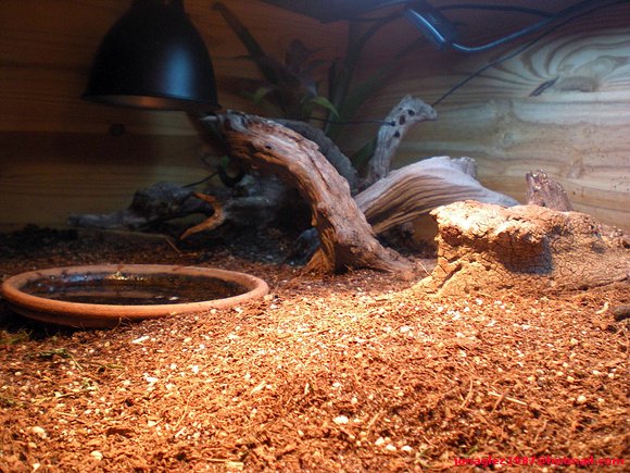 Terrario Geochelone elegans