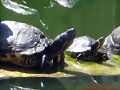 Trachemys scripta scripta