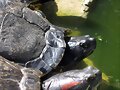 Trachemys scripta