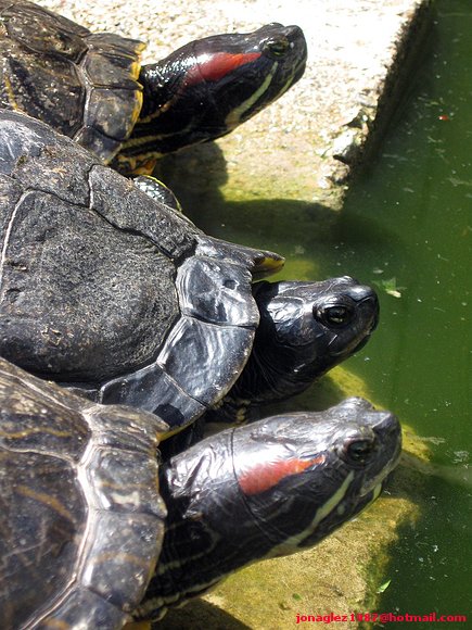 Trachemys scripta