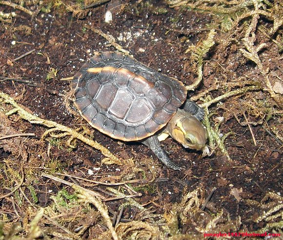 Baby de Cuora flavomarginata comiendo grillos