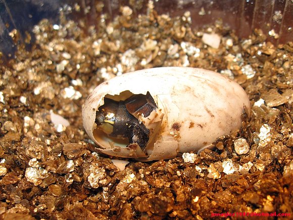 2º nacimiento de Cuora flavomarginata
