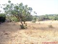 Habitat Testudo hermanni en pleno agosto