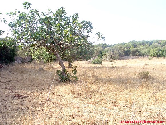 Habitat Testudo hermanni en pleno agosto
