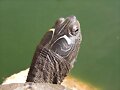 Graptemys pseudogeographica