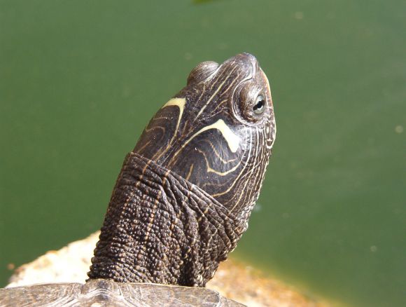 Graptemys pseudogeographica