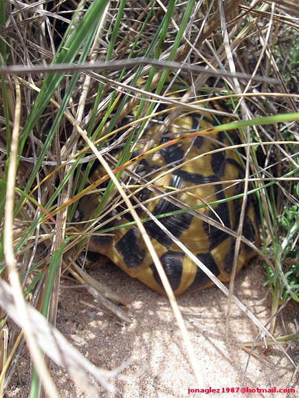 Testudo hermanni en Menorca