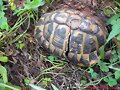 Testudo hermanni en Menorca
