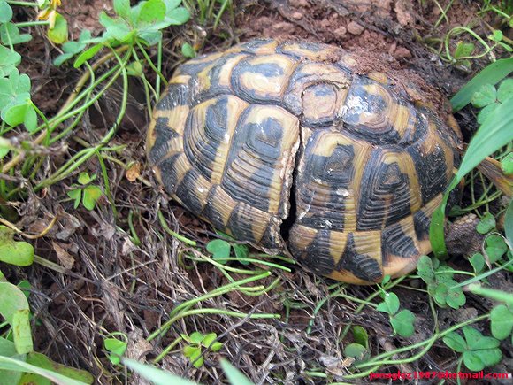 Testudo hermanni en Menorca