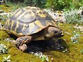 Testudo hermanni en Menorca