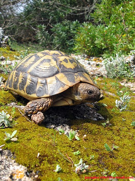Testudo hermanni en Menorca
