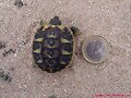 Testudo hermanni en Menorca