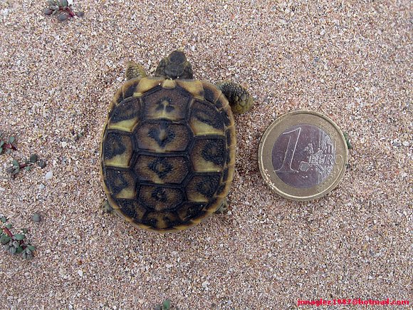 Testudo hermanni en Menorca