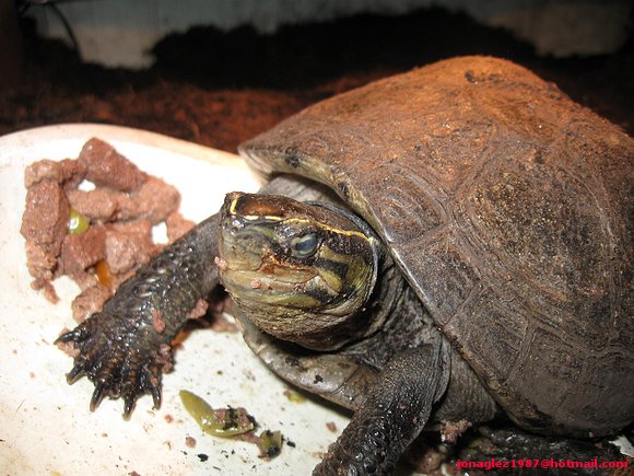 Cuora amboinensis comiendo