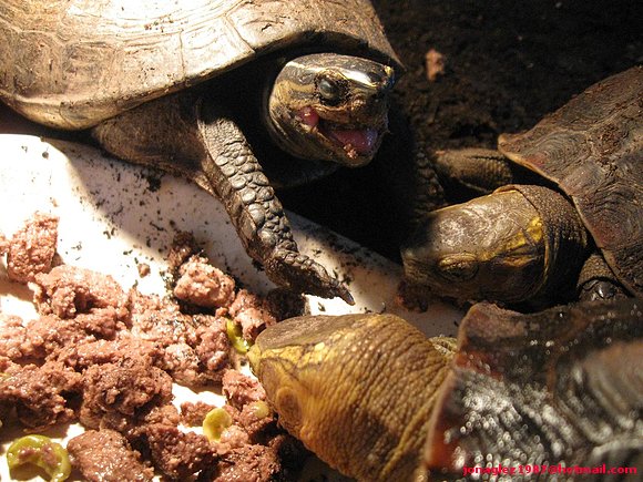 Cuoras comiendo