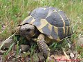 Testudo hermanni hermanni (Serra de l&acute;Albera)