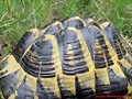 Testudo hermanni hermanni (Serra de l&acute;Albera)