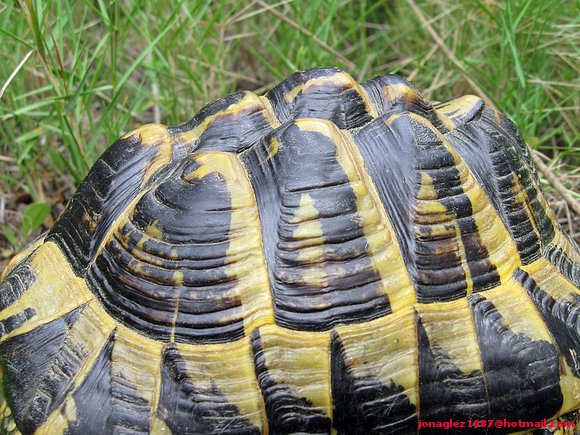 Testudo hermanni hermanni (Serra de l´Albera)