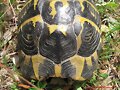 Testudo hermanni hermanni (Serra de l&acute;Albera)
