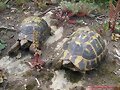 Testudo hermanni hermanni (Serra de l&acute;Albera)