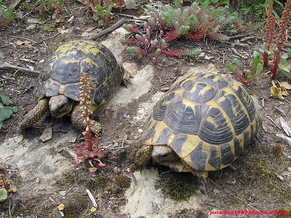 Testudo hermanni hermanni (Serra de l´Albera)