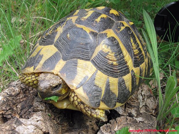 Testudo hermanni hermanni (Serra de l´Albera)