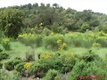 Habitat de Testudo hermanni en l&acute;Albera