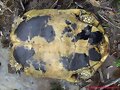 Testudo hermanni hermanni (Serra de l&acute;Albera)