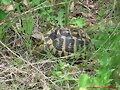 Testudo hermanni hermanni (Serra de l&acute;Albera)